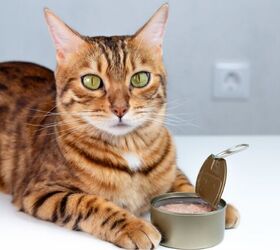 Study Reveals Why Cats Are Obsessed With Tuna