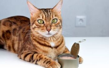 Study Reveals Why Cats Are Obsessed With Tuna