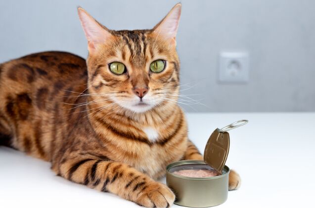 Study Reveals Why Cats Are Obsessed With Tuna