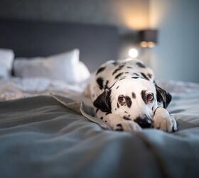 do dogs get seasonal depression, RavenaJuly Shutterstock