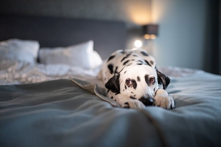do dogs get seasonal depression, RavenaJuly Shutterstock