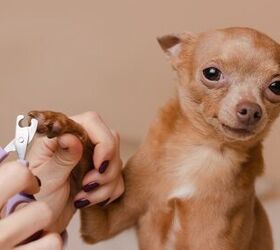 how often should i trim my dog s nails, Barillo Picture Shutterstock