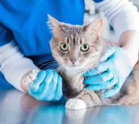 Surgery Gives Cats With Kidney Disease a New Chance at Life