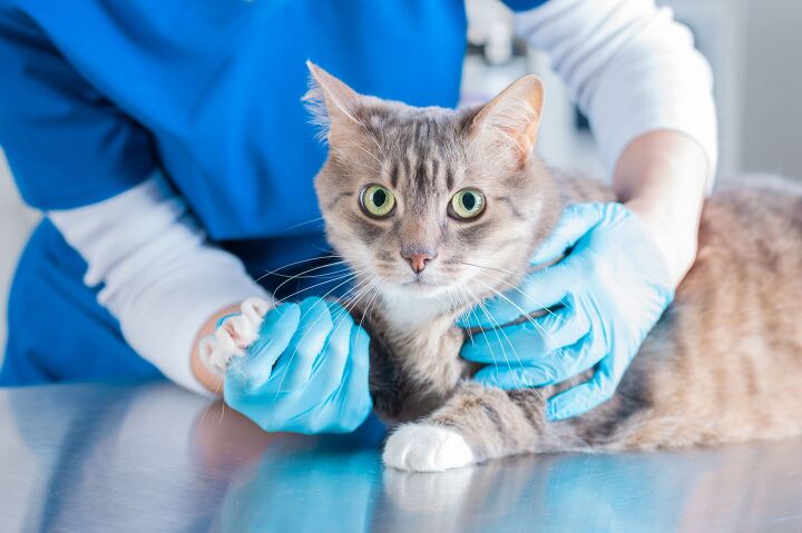 surgery gives cats with kidney disease a new chance at life, Andy Gin Shutterstock