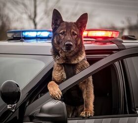 supreme court to decide if police k 9 committed an illegal search, K9 and photography Shutterstock
