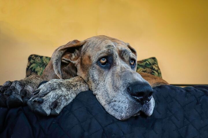 worlds tallest dog zeus dies at age three after battling cancer, Gary Wondrash Shutterstock