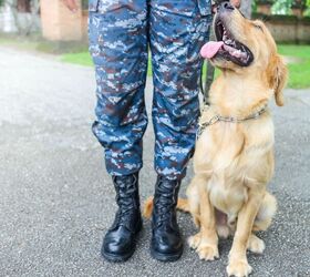 a new study investigates how service dogs can help veterans with ptsd, parsobchai Ngammoa Shutterstock