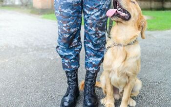 A New Study Investigates How Service Dogs Can Help Veterans With PTSD