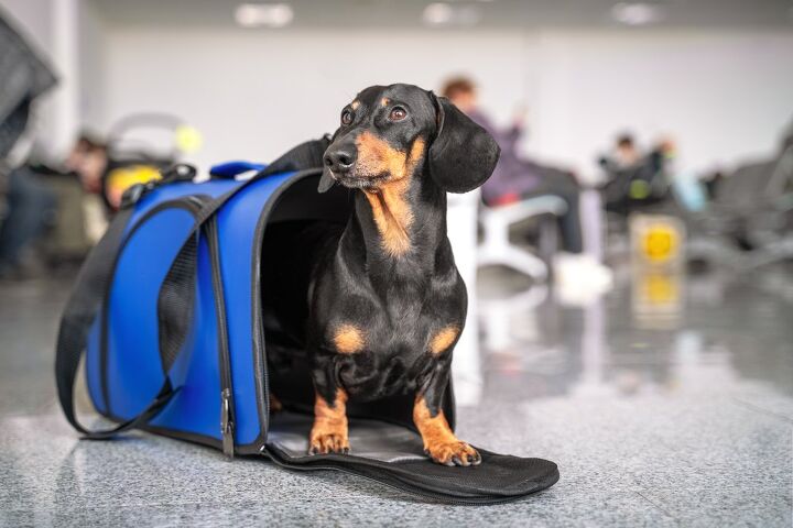 the atlanta airports missing dog story gets a happy end after 3 wee, Masarik Shutterstock