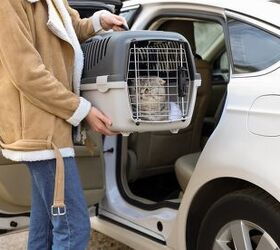 Royal Canin and Uber Pet Partner to Give Free Rides to Cat Owners