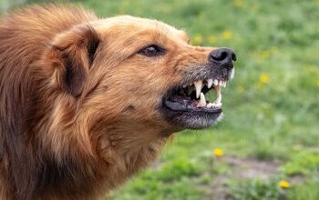 Reactive Dog Vs. Aggressive Dog: What Are the Differences?
