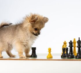 meet pearl the worlds shortest dog, Connie Sinteur Shutterstock