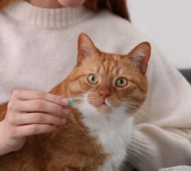 How Do You Give an Uncooperative Cat a Pill?