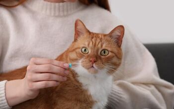 How Do You Give an Uncooperative Cat a Pill?