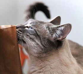 New Study Reveals More About Cats’ Sense of Smell