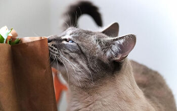 New Study Reveals More About Cats’ Sense of Smell