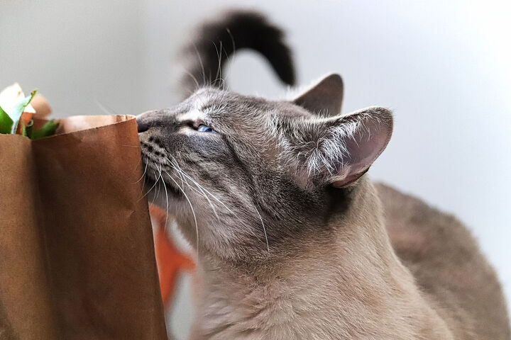 new study reveals more about cats sense of smell, Amelia Martin Shutterstock