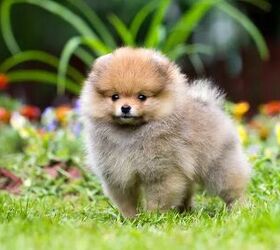 Top 10 Cutest Dog Breeds Information and Pictures - PetGuide | PetGuide