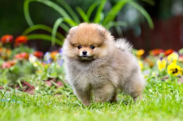 Lesser Cute Dog Cutest Dog In The World Breed