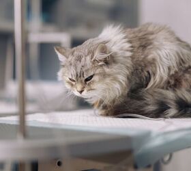 these apps can help detect pain in cats, Friends Stock Shutterstock
