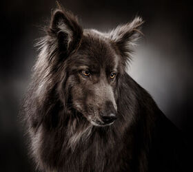 woman couldnt find a perfect dog so she invented a new breed, LaruelleSphotography