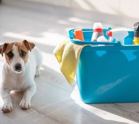What Cleaning Products Are Not Safe for Pets?