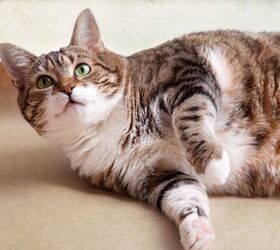 is my cat overweight, Nailia Schwarz Shutterstock