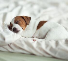 Study Shows Your Dog Is Listening to You Even When They’re Sleeping