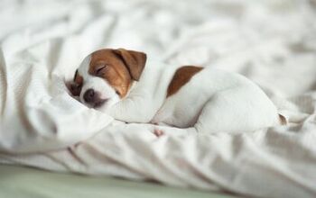Study Shows Your Dog Is Listening to You Even When They’re Sleeping