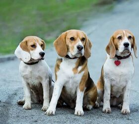 Beagles Rescued From a Lab Get a Second Chance at Life in Canada