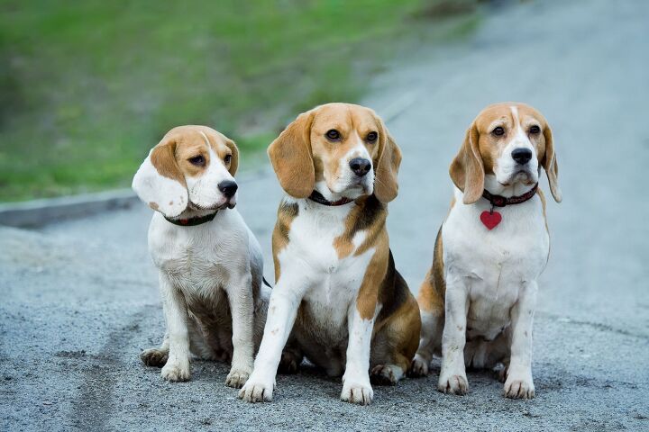 beagles rescued from a u s lab get a second chance at life in canada, dreamfoto2010 Shutterstock