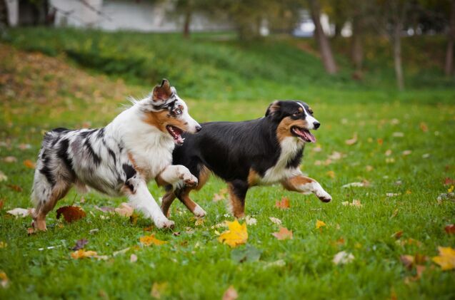 does your dog have a better social life than you do, Photo credit Ksenia Raykova Shutterstock com