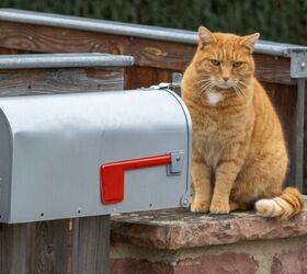 Mail Carrier Threatens to Stop Deliveries Due to Troublesome Tabby