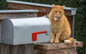 Mail Carrier Threatens to Stop Deliveries Due to Troublesome Tabby
