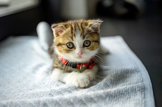 should cats wear collars the pros and cons, Photo credit lowpower225 Shutterstock com