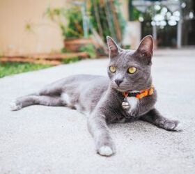Should Cats Wear Collars? The Pros and Cons