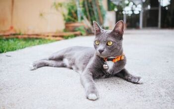 Should Cats Wear Collars? The Pros and Cons