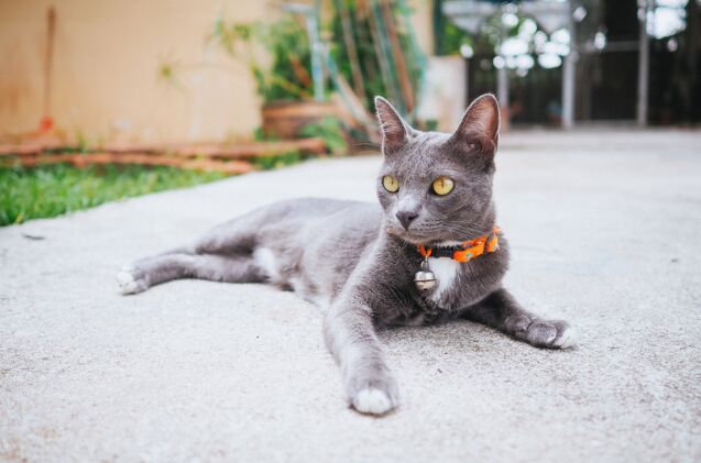 should cats wear collars the pros and cons, Photo credit Wasuta23 Shutterstock com