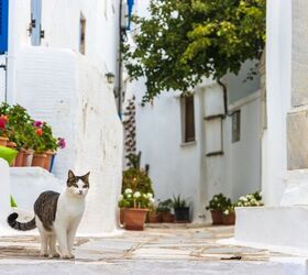 US-based Veterinarian Returns to Greece to Help Stray Cats