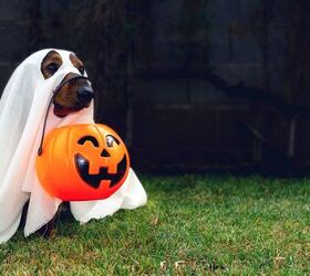 Do Dogs Get Stressed on Halloween?