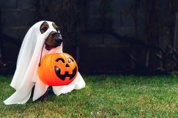 do dogs get stressed on halloween, Klara BJ Shutterstock