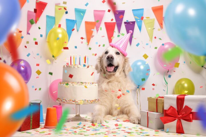 owners tell why they spend hundreds of dollars on dogs b day partie, Ljupco Smokovski Shutterstock