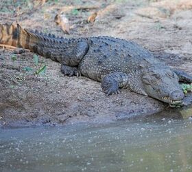 When Nature Surprises: Crocodiles Push a Drowning Dog Out to Safety