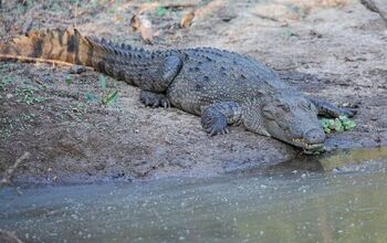 When Nature Surprises: Crocodiles Push a Drowning Dog Out to Safety