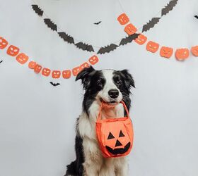 what to do if your dog eats halloween candy, Julia Zavalishina Shutterstock