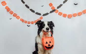What to Do If Your Dog Eats Halloween Candy?