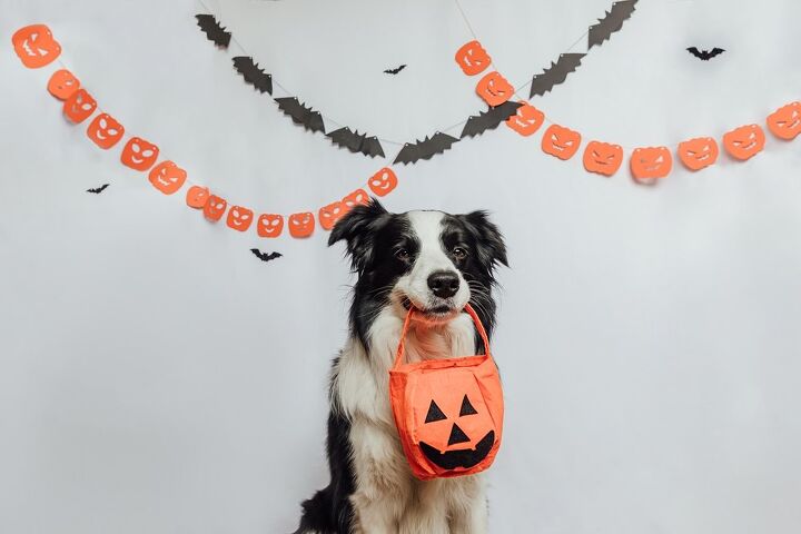 what to do if your dog eats halloween candy, Julia Zavalishina Shutterstock