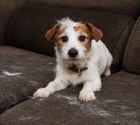 how can i reduce my dog s seasonal shedding, smrm1977 Shutterstock