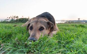 Intestinal Worms in Dogs: Types and Symptoms