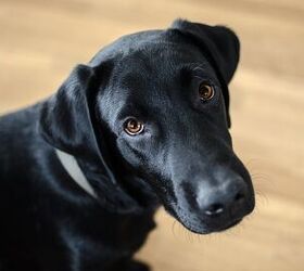 Scientists Reveal Which Dogs Are Best at Giving Puppy Eyes